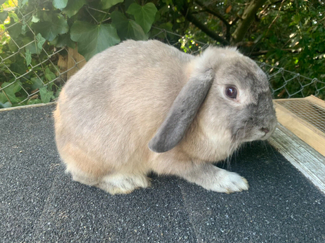 Beautiful lilac mini lop buck