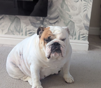 Healthy Female bulldog