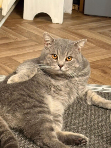 British Shorthair Cat for Sale &ndash; Loving Home Needed