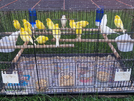 Canaries for sale