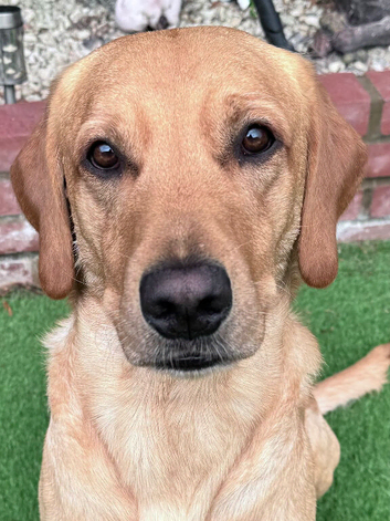 Proven KC Reg Labrador Retriever for Stud