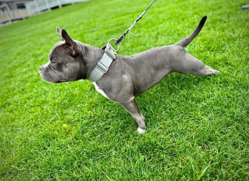 Beautiful Pocket Bully Female - Loving Family Dog