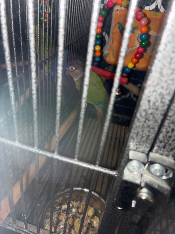 2 beautiful birds for sale
