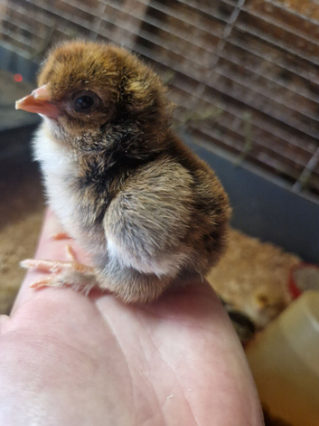 Just hatches mixed chicks