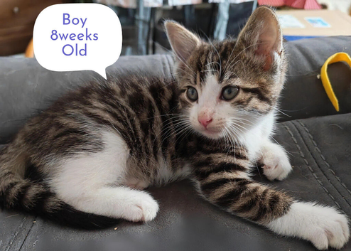 Kittens looking for 5* Homes