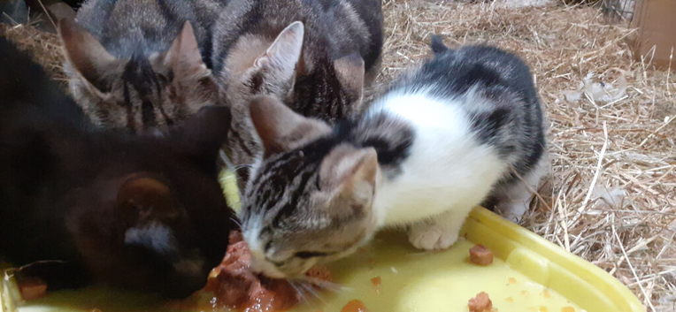 Tabby with white and black female kittens