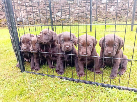 Chocolate Labrador puppies
