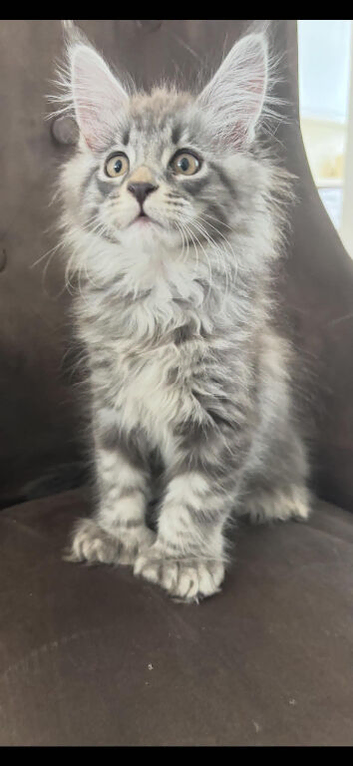 1 tica active girl left polydactyl