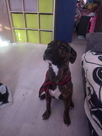 Staffy puppy for sale