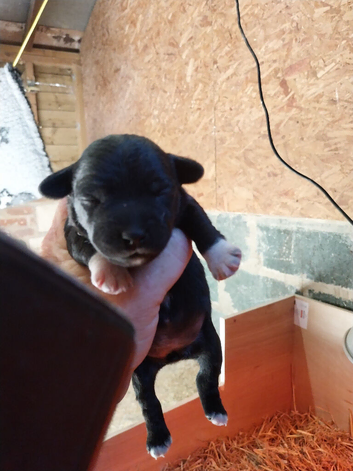 Jack russel X lakeland puppies