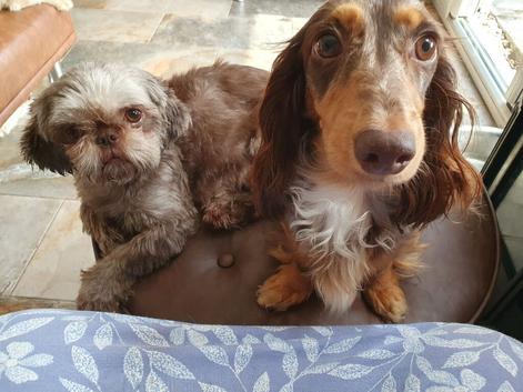 2 beautiful long haired mini dachshunds