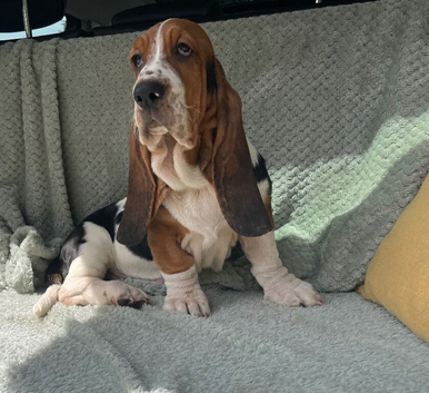 Beautiful KC reg Bassett Hound Puppies