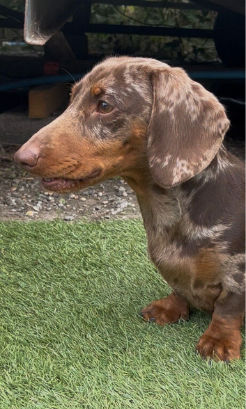 Chocolate dapple dachshund for stud