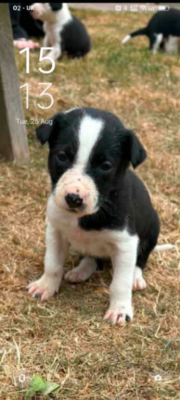 Deaf 9 WK old Collie