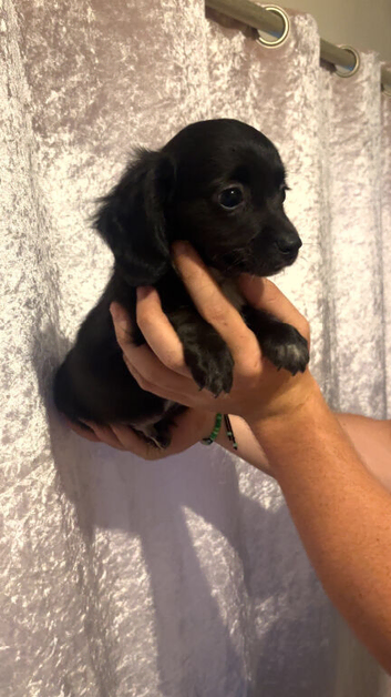2 beautiful Chiweenies