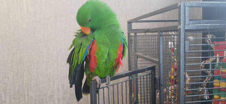 ecletus parrot