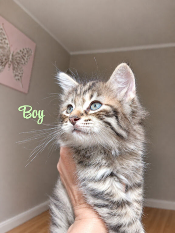 Norwegian forest cat mix
