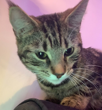 10&rsquo;month old female kitten for sale