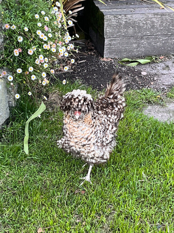 Polish pol hen