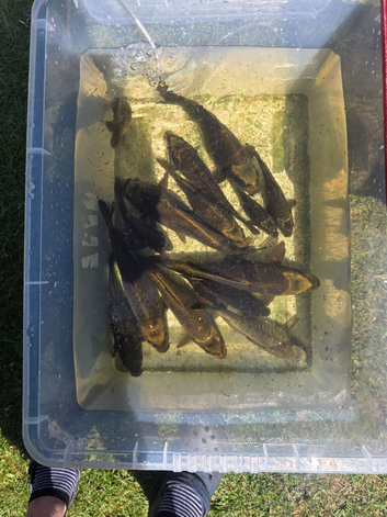 Carp fish