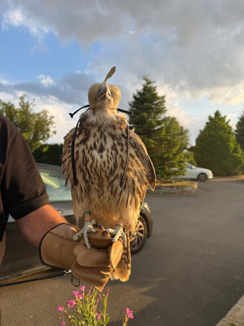 This years Sakers parent reared