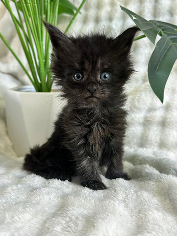 pure maine coon kittens