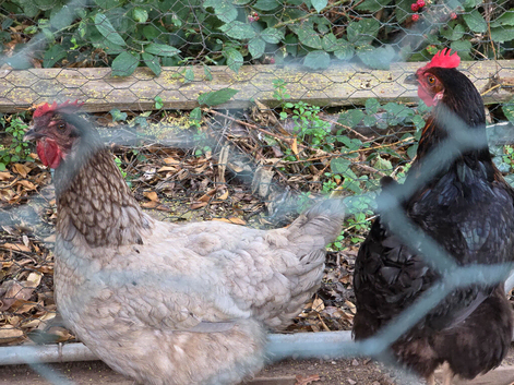 Two Laying Chickens. With EGLU Go Up. Auto door and bells and whistles.