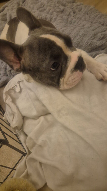 Half french half staffie