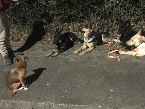 Willows walkies