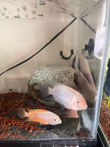 Convict cichlids
