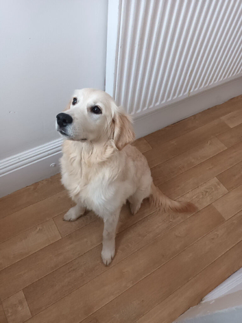Golden retriever female