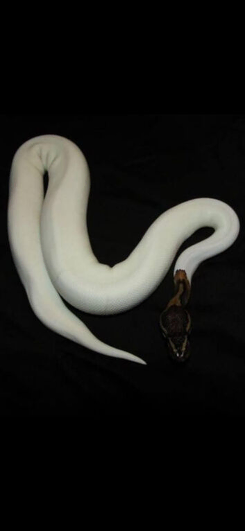 Various Ball Pythons Available (Cheap) Pied/Banana/Yellowbelly