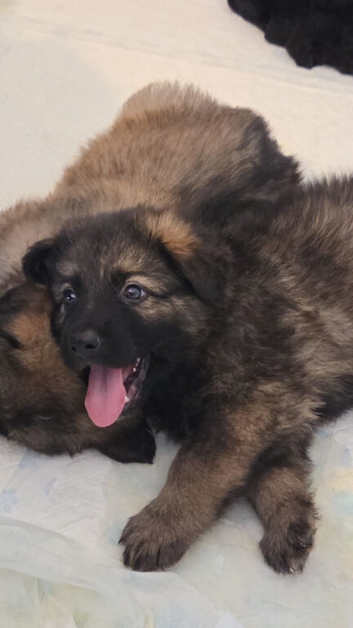 German Shepherd Puppies for sale.