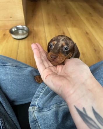 Gorgeous Miniature Dachshund Puppies