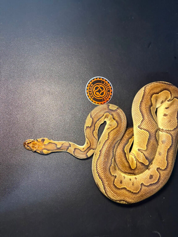 Royal Pythons