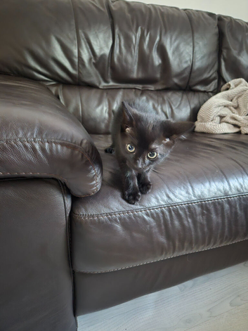 Pure black male kitten