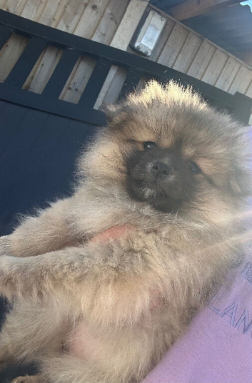 Pomeranian puppies ready now