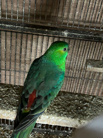 Breeding pair of budgies