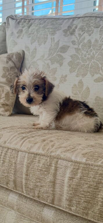 One little male