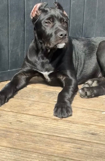 Healthy Male Cane Corso Dog