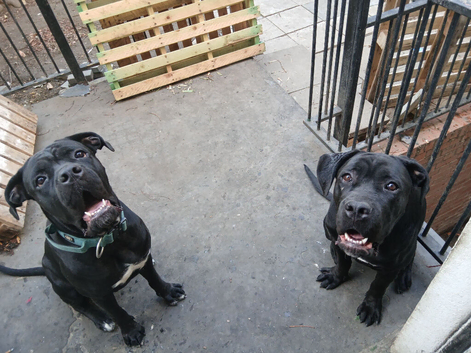 Abkc registered 9 month old corso boy puppy