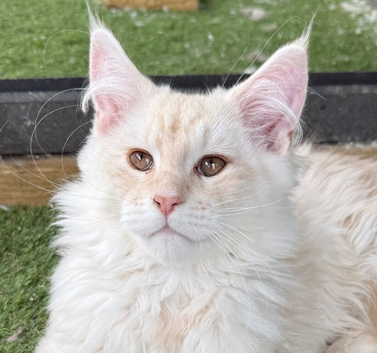 TICA registered Maine coon kittens