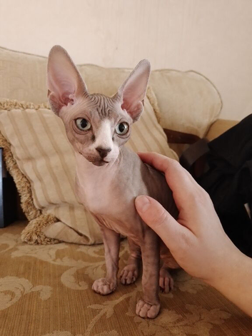 5 month old female sphynx
