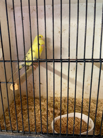 Budgies Proven pair with 1 youngin
