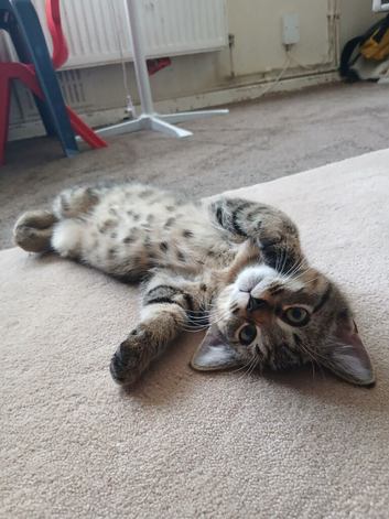 2 adorable little boys left! These boys are so loving totally take off the ragdoll side.