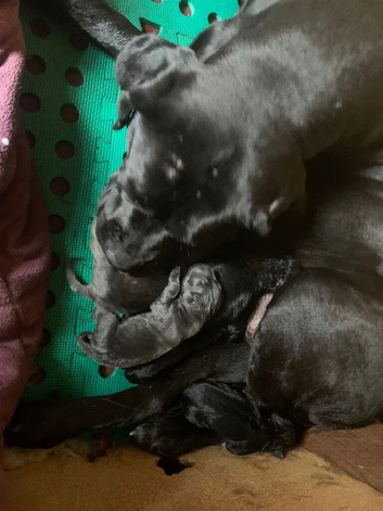 Beautiful Cane Corso Puppies need homes asap due to health issues with myself