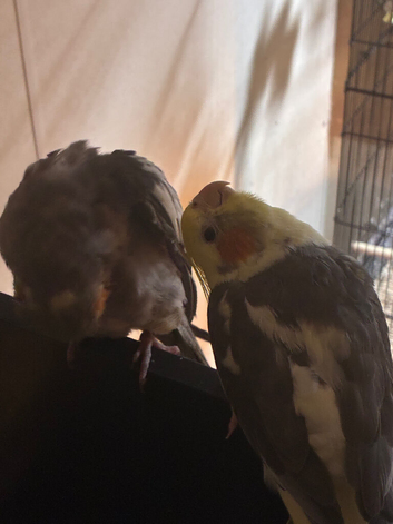 2 handreared cockatiels