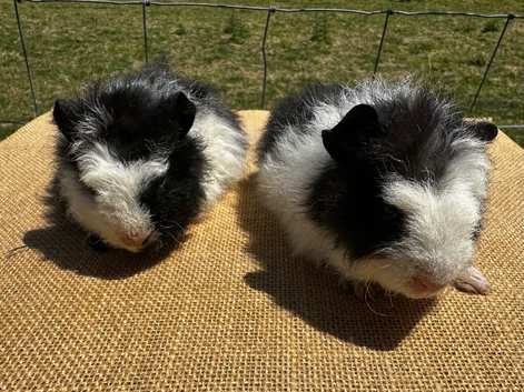 Pair of bonded boy babies