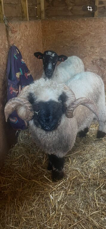 Valais black nose ram