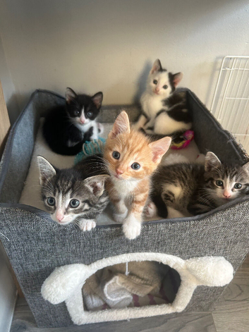 vaccinated kittens ready now